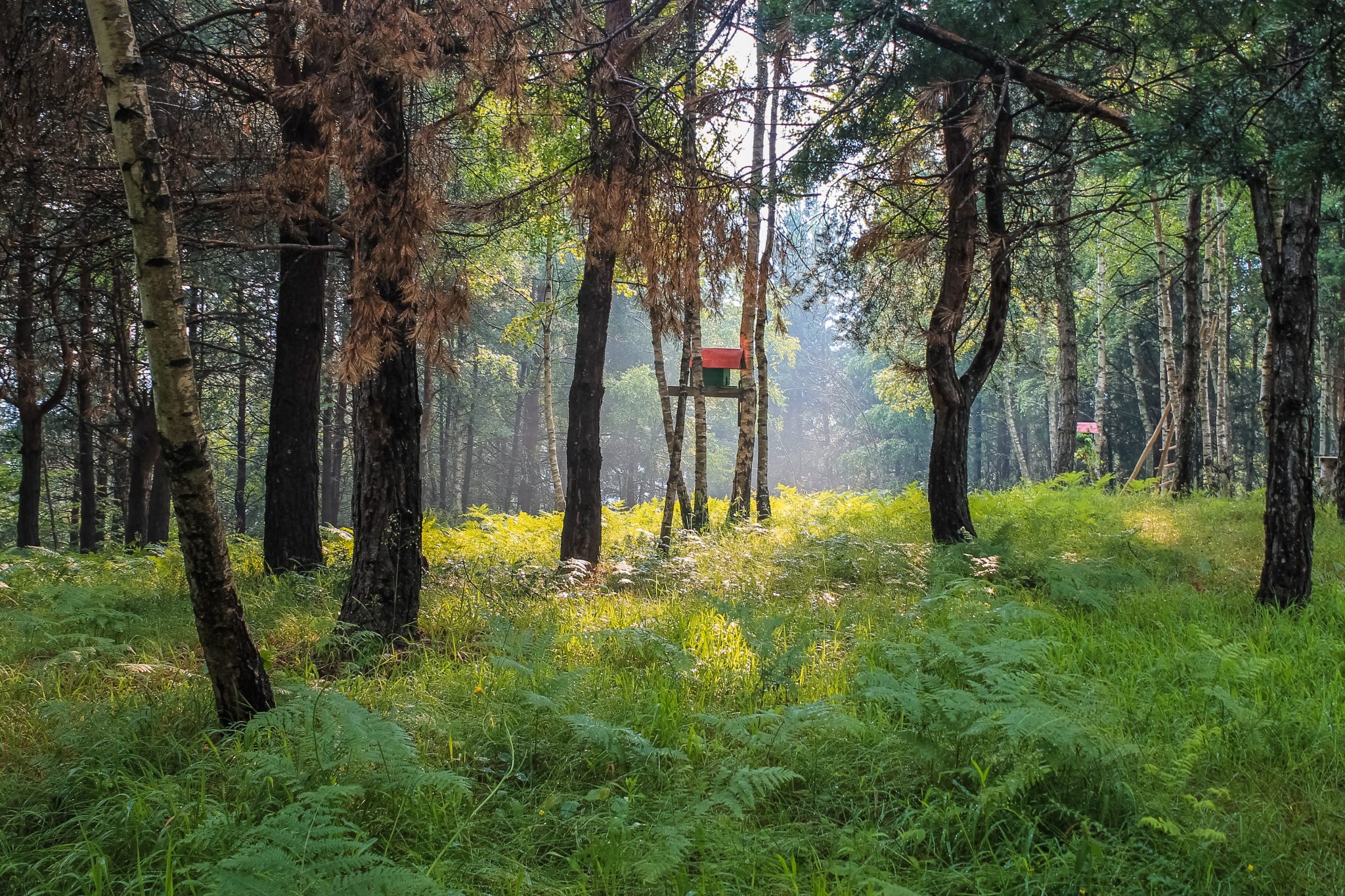 Arbres, histoire de Vie. Peter Wohlleben