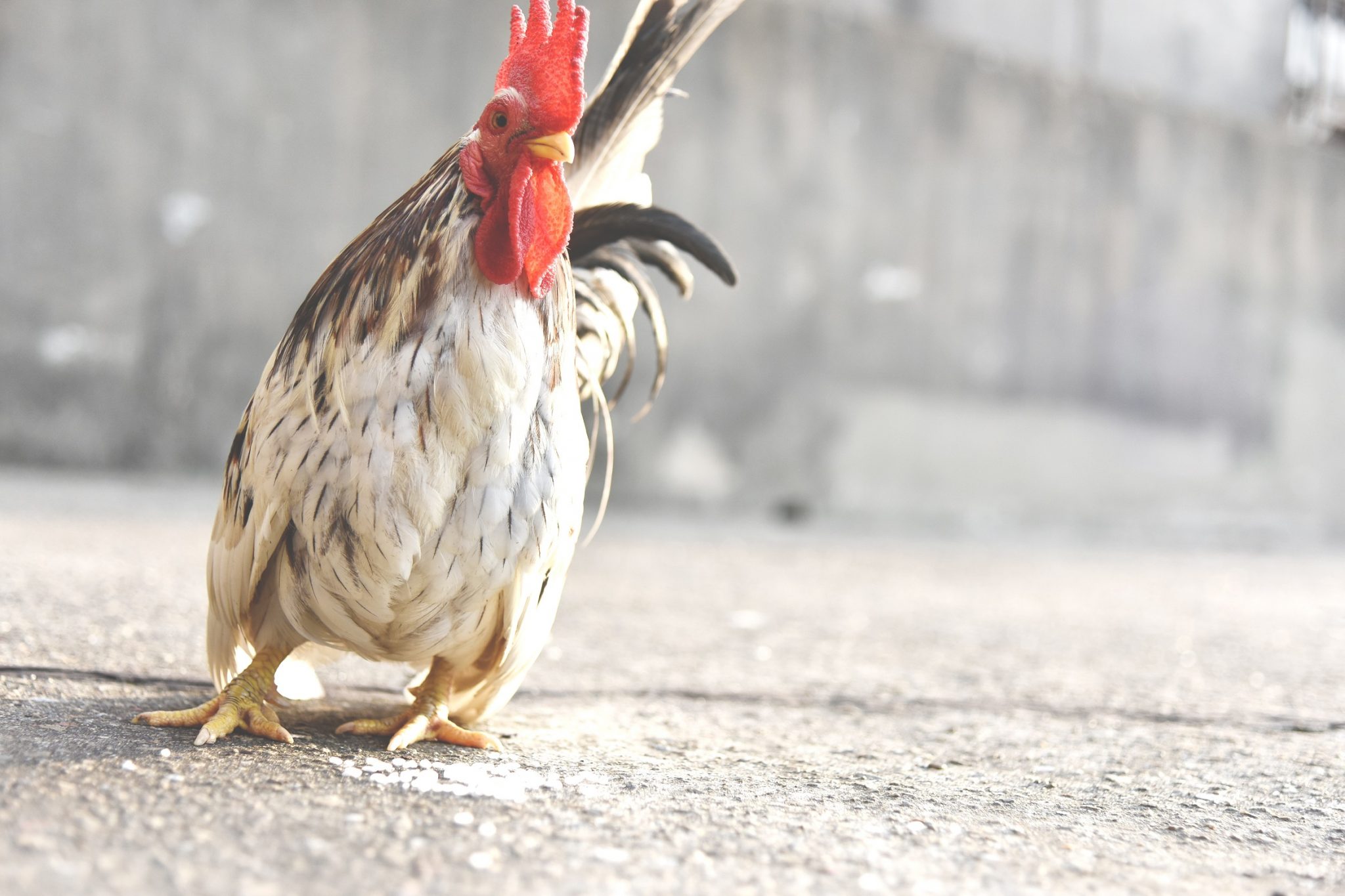 Septembre 2017, mois du Coq….en cette année du Coq de Feu