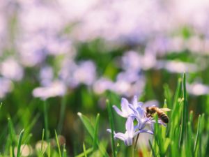 lieux d'équilibre abeille