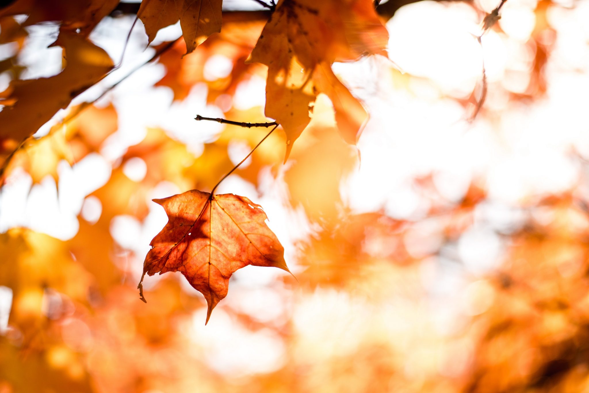 L’automne