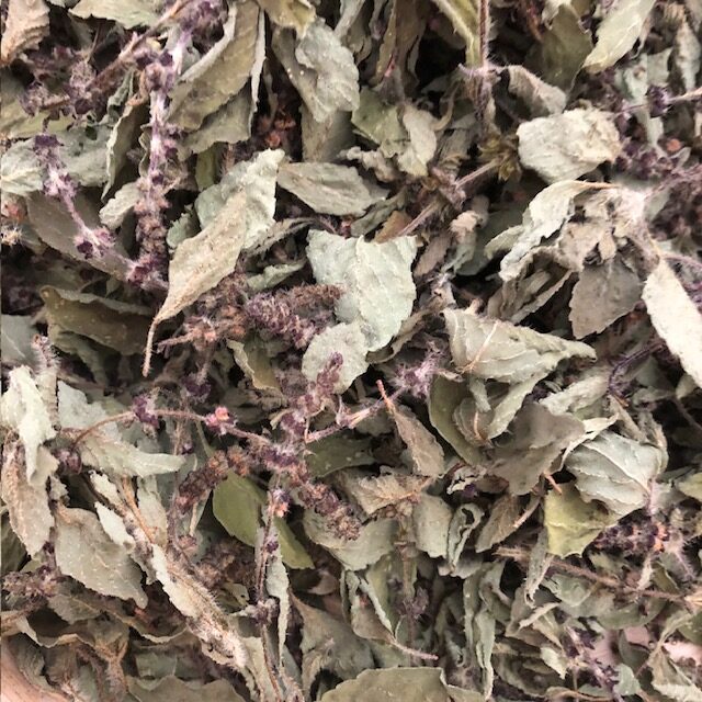 basilic sacré tulsi