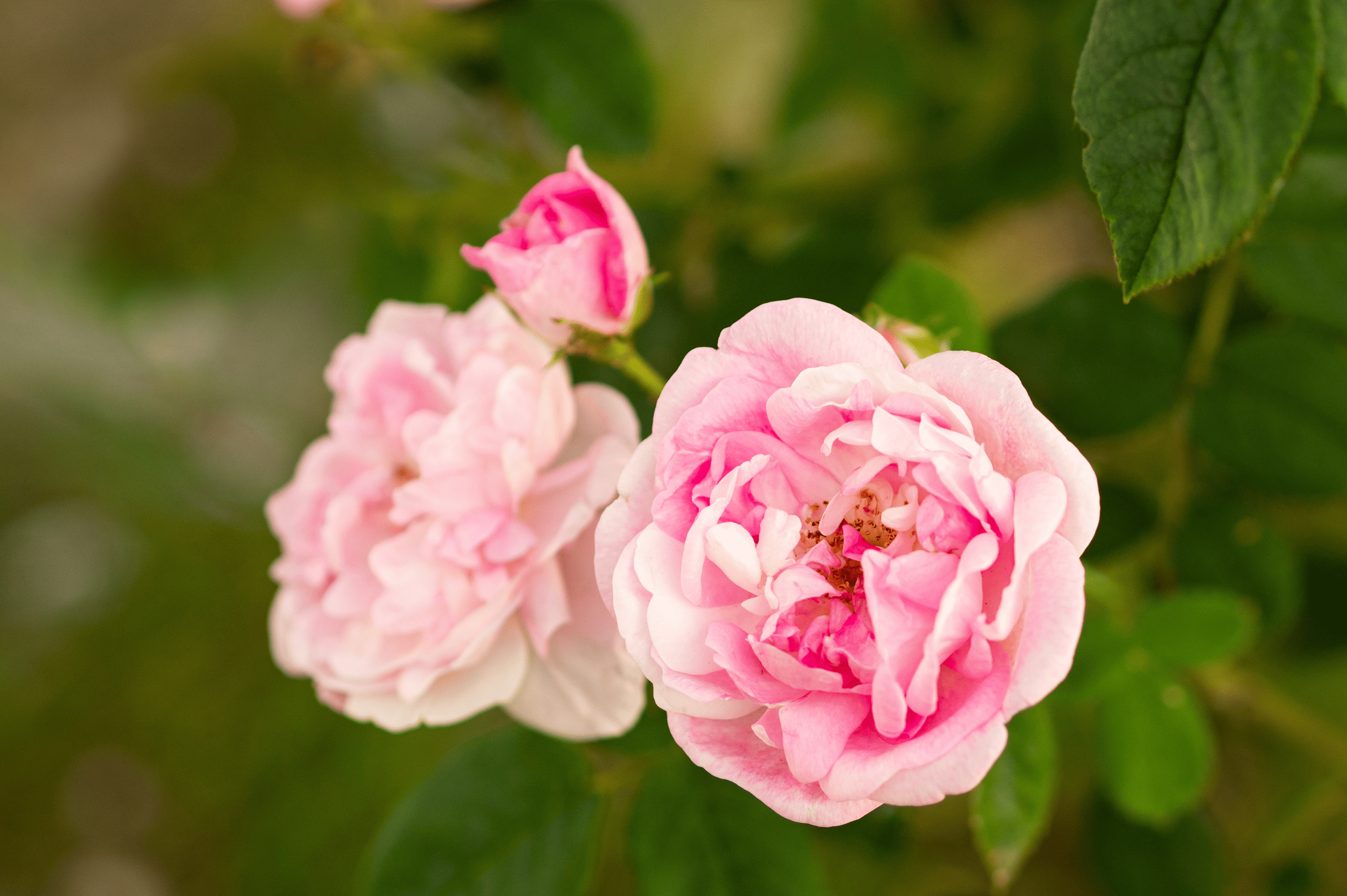 karaoké mon amie la rose