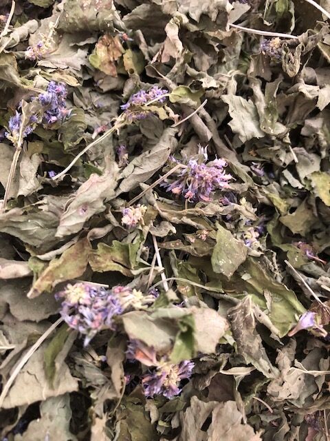 agastache Huo xiang mtc