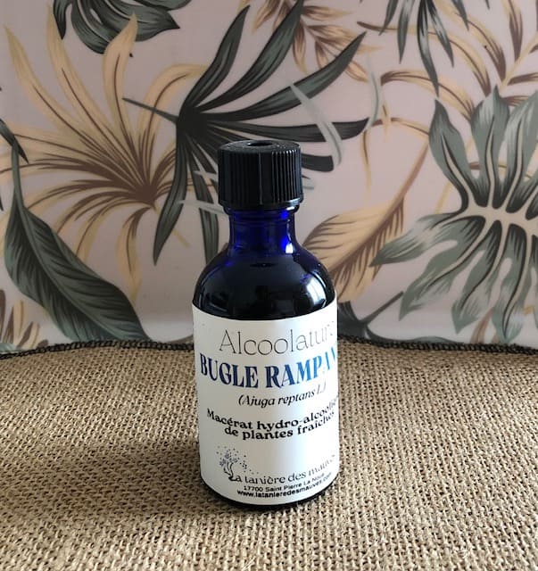 bugle rampante alcoolature