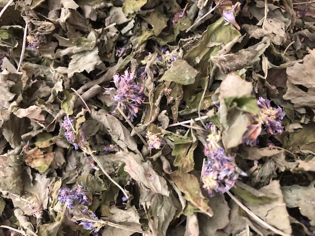 Agastache anisée